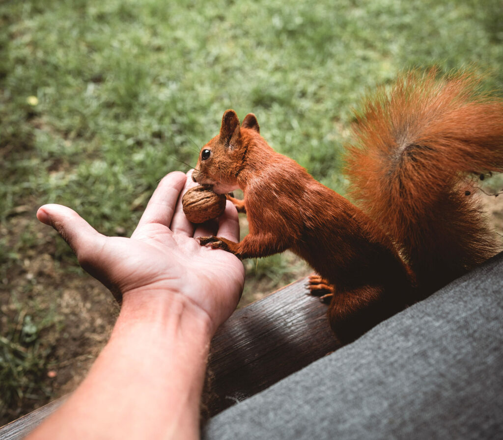 Eichhörnchen