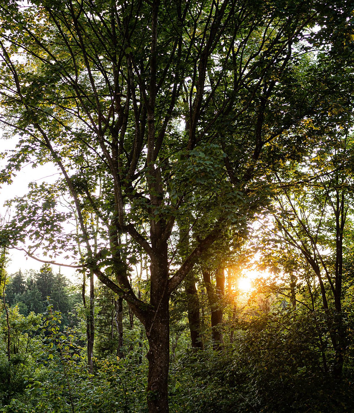 Wald Schliersee